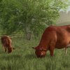 fsse_release_cows